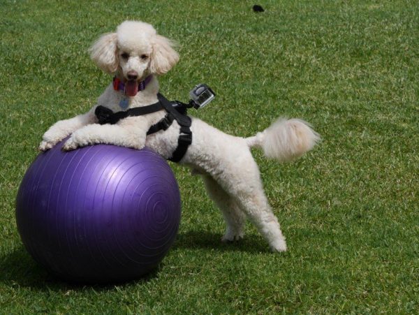 P1040380 Fetch Dog Harness for GoPro