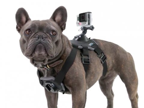 gopro-fetch Fetch Dog Harness for GoPro