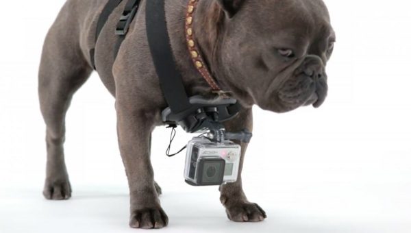 screen shot 2014-08-26 at 15.07.01 Fetch Dog Harness for GoPro