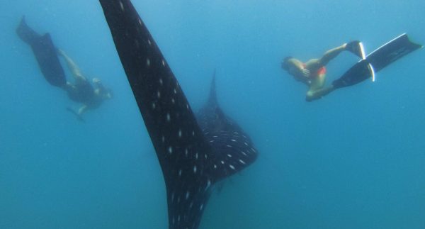 GoPro Super Suit for HERO 7/6/5 and HERO (2018) - Plaza Cameras GoPro Super Suit for HERO 7/6/5 and HERO (2018) - Plaza Cameras