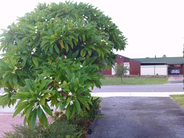 SUNP0015 Ilford Pixi-D Compact Camera - Pink