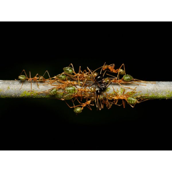 OM Systems 90mm Macro - Plaza Cameras