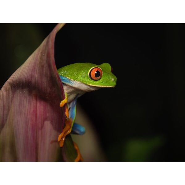 OM Systems 90mm Macro - Plaza Cameras