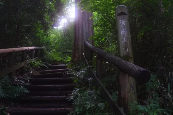 HOYA MIST DIFFUSER BLACK NO .05 FILTER - Plaza Cameras HOYA MIST DIFFUSER BLACK NO .05 FILTER - Plaza Cameras