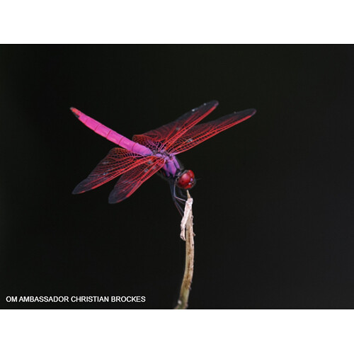 OM SYSTEM OM-1 Mark II - Plaza Cameras 92 OM SYSTEM OM-1 Mark II - Plaza Cameras