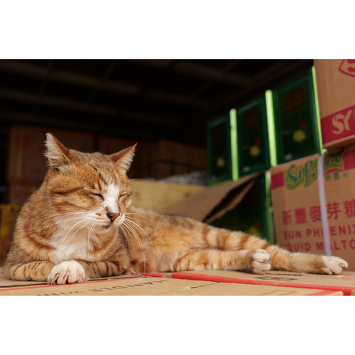 LUMIX S 28-200mm F4-7.1 MACRO O.I.S Lens L Mount - Plaza Cameras 94 LUMIX S 28-200mm F4-7.1 MACRO O.I.S Lens L Mount - Plaza Cameras