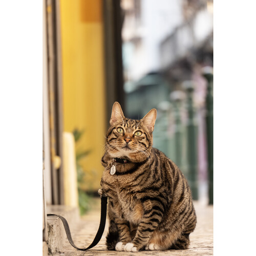 LUMIX S 28-200mm F4-7.1 MACRO O.I.S Lens L Mount - Plaza Cameras 95 LUMIX S 28-200mm F4-7.1 MACRO O.I.S Lens L Mount - Plaza Cameras