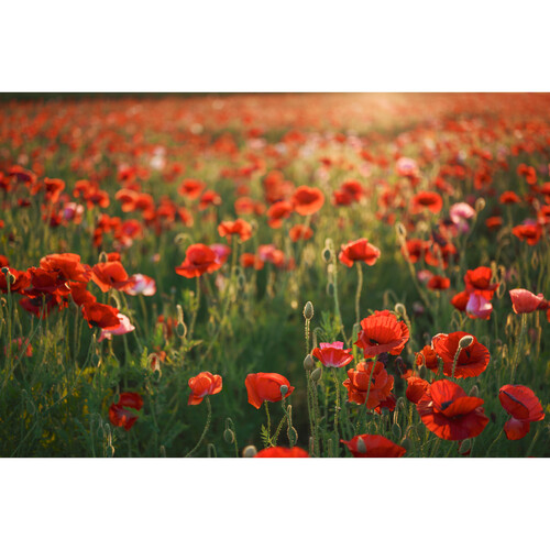 Sigma 28-45mm f1.8 DG DN Art Lens for Sony E-Mount - Plaza Cameras 3 Sigma 28-45mm f1.8 DG DN Art Lens for Sony E-Mount - Plaza Cameras