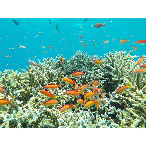 Pentax WG-1000 Waterproof Compact Camera - Gray - Plaza Cameras 18 Pentax WG-1000 Waterproof Compact Camera - Gray - Plaza Cameras