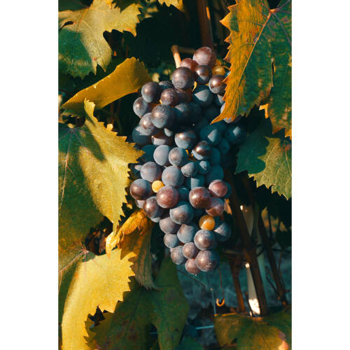 Panasonic Lumix S9 with 18-40mm Lens Kit - Silver - Plaza Cameras 8 Panasonic Lumix S9 with 18-40mm Lens Kit - Silver - Plaza Cameras